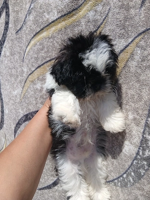 vand catelus shih tzu  de 8 saptamni  - imagine 3