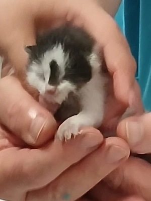 adoptie pui pisica de 1 saptamana pentru alaptare - imagine 2