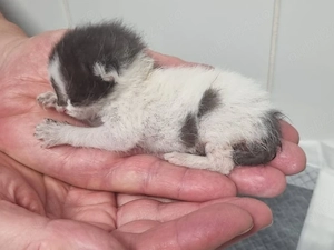 adoptie pui pisica de 1 saptamana pentru alaptare - imagine 3