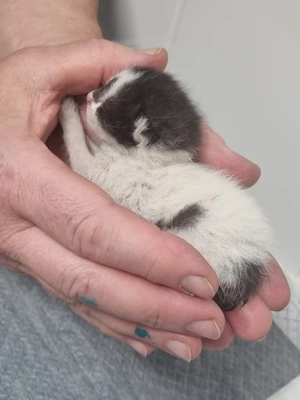 adoptie pui pisica de 1 saptamana pentru alaptare