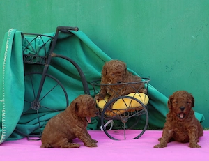 Vand pui Pudel ( Canis,Barboncino ) toy rosu