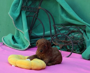 Vand pui Pudel ( Canis,Barboncino ) toy rosu - imagine 4