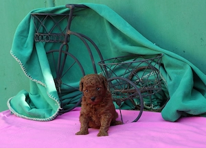 Vand pui Pudel ( Canis,Barboncino ) toy rosu - imagine 2