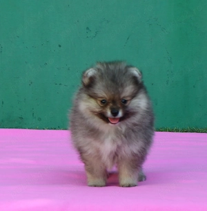 Pomeranian mini toy roscat sable cu pedigree A -FCI - imagine 4