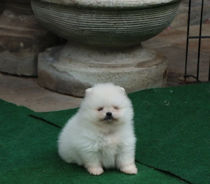 Vand catei Pomeranian alb toy si mini toy, cu pedigre FCI - imagine 2
