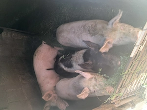 Vabd soldani scrofite