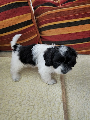 Bichon havanez fetita