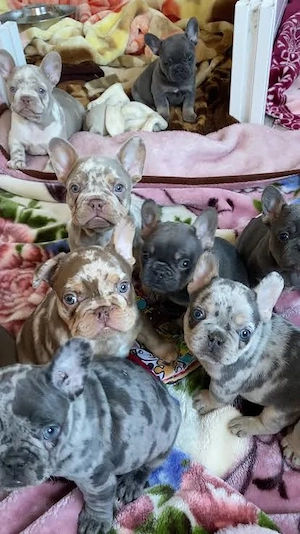 Bulldog francez diferite culori transport gratuit 
