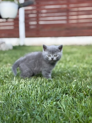 British shorthair - imagine 2