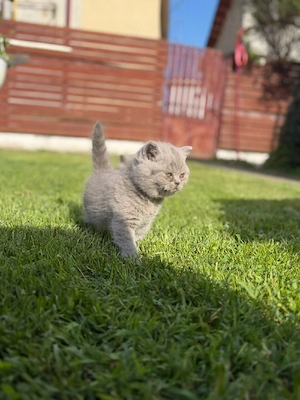 British shorthair - imagine 3