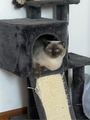 donez  scottish fold  - imagine 3