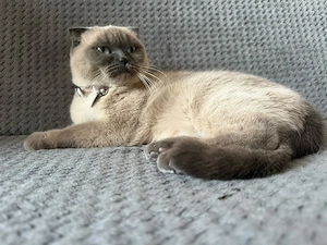 donez  scottish fold 