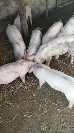 grasuni de vânzare 