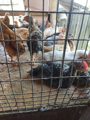 puii de găină de țară de vânzare diferite mai mari și mai mici dau și pe grâu la schimb... - imagine 4