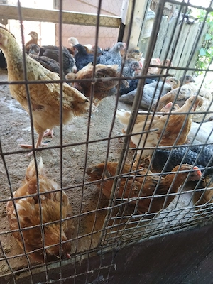 puii de găină de țară de vânzare diferite mai mari și mai mici dau și pe grâu la schimb... - imagine 3