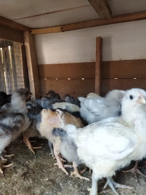 puii de găină de țară de vânzare diferite mai mari și mai mici dau și pe grâu la schimb... - imagine 2