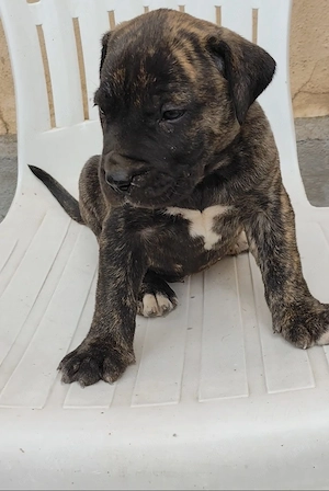 Vând Presa Canario pui  - imagine 4