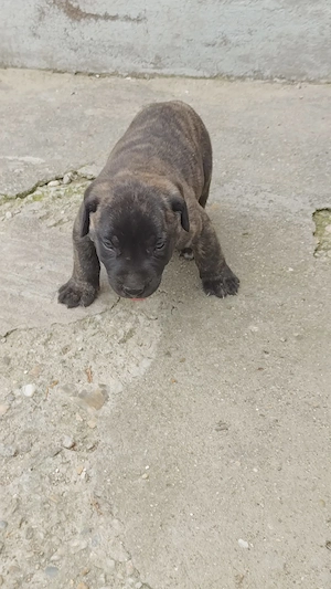 Vând Presa Canario pui  - imagine 3