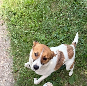 Adoptie Jack Russell Terrier