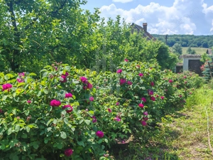 Casă săsească autentică în Bruiu (Sibiu) - imagine 14