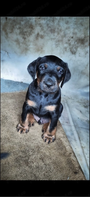 femele Jagd terrier jagdterrier 