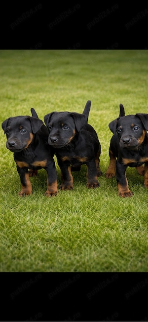 Jagd Terrier jagdterrier