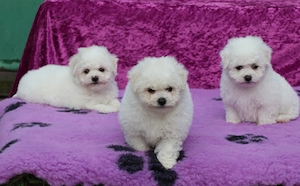 Pui Bichon Frise cu pedigree FCI din parinti campioni in expozitii canine