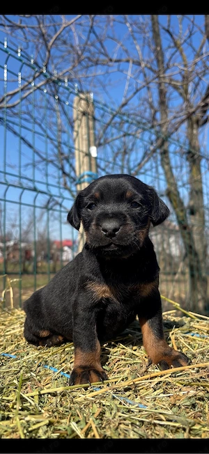 femele Jagd terrier jagdterrier  - imagine 2