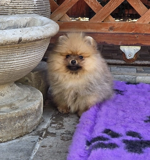 Pui Pomeranian pentru pretentiosi cu pedigree FCI ,posibil pasaport - imagine 2