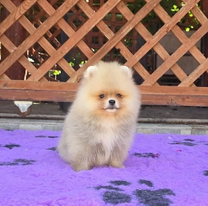 Pui Pomeranian pentru pretentiosi cu pedigree FCI ,posibil pasaport - imagine 5