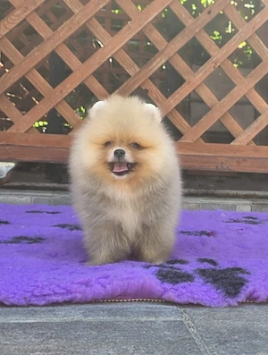 Pui Pomeranian pentru pretentiosi cu pedigree FCI ,posibil pasaport - imagine 4