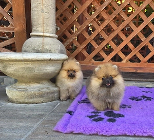 Pui Pomeranian pentru pretentiosi cu pedigree FCI ,posibil pasaport - imagine 3