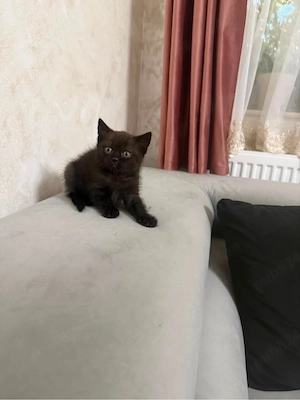 Motanel British Shorthair Maro   - imagine 2