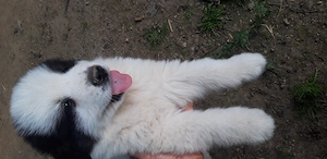 Vand catei deosebiti din rasa CIOBANESC de BUCOVINA  - imagine 5