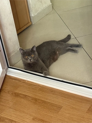 Motanel British Shorthair Maro   - imagine 4