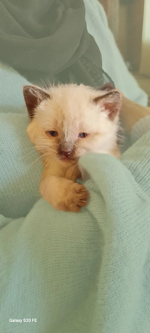 pui de ragdoll 