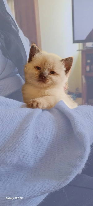 pui de ragdoll  - imagine 2