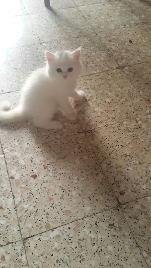 British shorthair white  - imagine 2