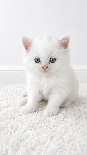 British shorthair white