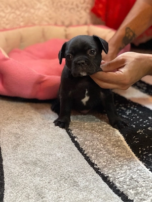 Pui Bulldog Francez deosebiti - imagine 5