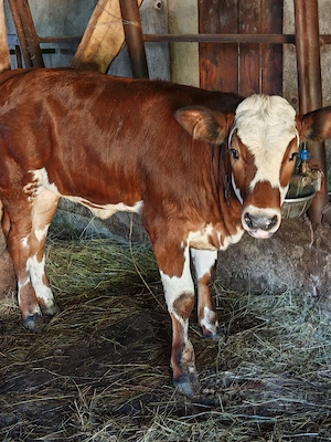 Vând vițea de 4 luni