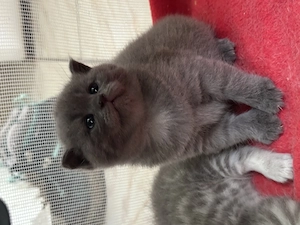 3 pui de British Shorthair + Scottish Fold - imagine 4