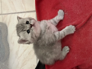 3 pui de British Shorthair + Scottish Fold - imagine 3