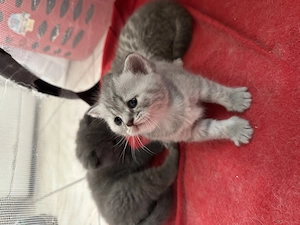 3 pui de British Shorthair + Scottish Fold - imagine 5