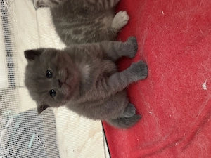 3 pui de British Shorthair + Scottish Fold - imagine 2