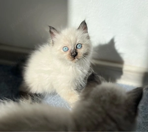 Fetițe Ragdoll - imagine 3
