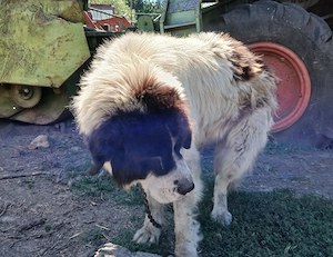 Vând câine ciobănesc de Bucovina 