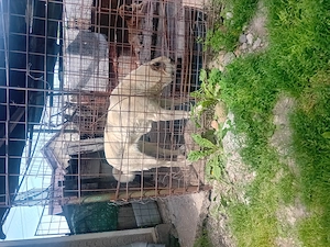 Catea kangal rasa pura
