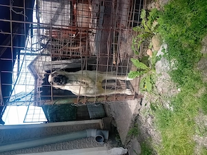 Catea kangal rasa pura - imagine 2