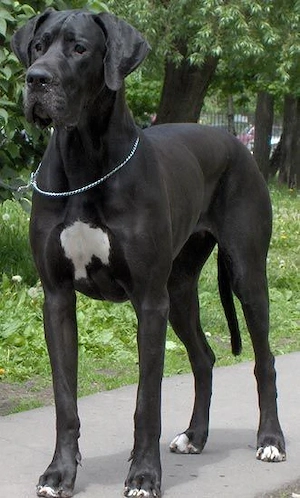 Pui Dog German  - imagine 3